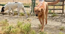 MENTA, Hund, Mischlingshund in Spanien - Bild 38
