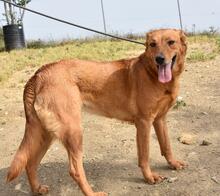 MENTA, Hund, Mischlingshund in Spanien - Bild 39