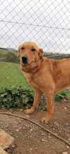 MENTA, Hund, Mischlingshund in Spanien - Bild 42