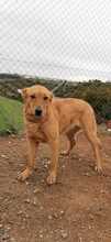 MENTA, Hund, Mischlingshund in Spanien - Bild 44