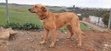 MENTA, Hund, Mischlingshund in Spanien - Bild 46