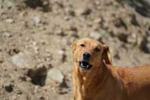 MENTA, Hund, Mischlingshund in Spanien - Bild 6