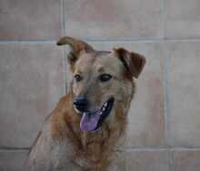 MENTA, Hund, Mischlingshund in Spanien - Bild 7