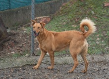 MENTA, Hund, Mischlingshund in Spanien - Bild 8