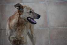 MENTA, Hund, Mischlingshund in Spanien - Bild 9