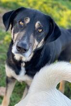 SENRI, Hund, Mischlingshund in Griechenland - Bild 2