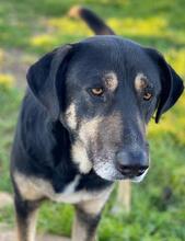 SENRI, Hund, Mischlingshund in Griechenland - Bild 3