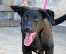 LOUCYLOU, Hund, Mischlingshund in Griechenland - Bild 1