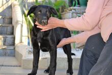 LOUCYLOU, Hund, Mischlingshund in Griechenland - Bild 10