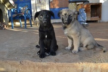 LOUCYLOU, Hund, Mischlingshund in Griechenland - Bild 11