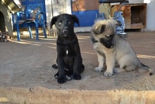 LOUCYLOU, Hund, Mischlingshund in Griechenland - Bild 12