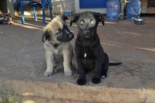 LOUCYLOU, Hund, Mischlingshund in Griechenland - Bild 14