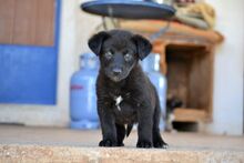 LOUCYLOU, Hund, Mischlingshund in Griechenland - Bild 16