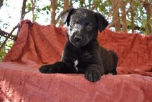 LOUCYLOU, Hund, Mischlingshund in Griechenland - Bild 17