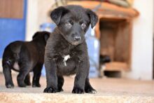LOUCYLOU, Hund, Mischlingshund in Griechenland - Bild 18