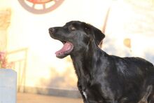 LOUCYLOU, Hund, Mischlingshund in Griechenland - Bild 2