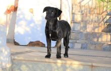 LOUCYLOU, Hund, Mischlingshund in Griechenland - Bild 3