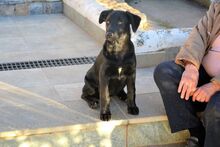LOUCYLOU, Hund, Mischlingshund in Griechenland - Bild 5