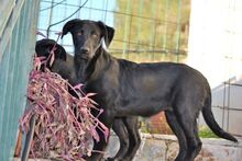 LOUCYLOU, Hund, Mischlingshund in Griechenland - Bild 6
