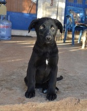 LOUCYLOU, Hund, Mischlingshund in Griechenland - Bild 7