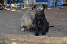 LOUCYLOU, Hund, Mischlingshund in Griechenland - Bild 8