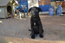 LOUCYLOU, Hund, Mischlingshund in Griechenland - Bild 9