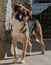 KORA, Hund, Mischlingshund in Kroatien - Bild 10