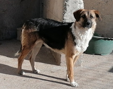 KORA, Hund, Mischlingshund in Kroatien - Bild 11