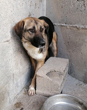 KORA, Hund, Mischlingshund in Kroatien - Bild 12