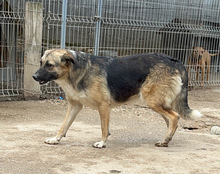 KORA, Hund, Mischlingshund in Kroatien - Bild 14