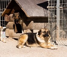 KORA, Hund, Mischlingshund in Kroatien - Bild 15