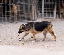 KORA, Hund, Mischlingshund in Kroatien - Bild 16