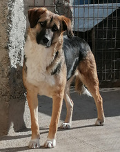 KORA, Hund, Mischlingshund in Kroatien - Bild 17