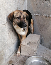 KORA, Hund, Mischlingshund in Kroatien - Bild 19