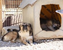 KORA, Hund, Mischlingshund in Kroatien - Bild 2