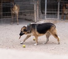 KORA, Hund, Mischlingshund in Kroatien - Bild 4