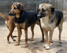 KORA, Hund, Mischlingshund in Kroatien - Bild 6