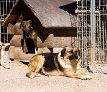 KORA, Hund, Mischlingshund in Töging - Bild 3