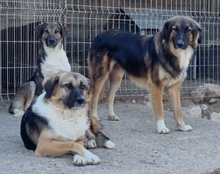 KORA, Hund, Mischlingshund in Töging - Bild 5