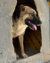 KORA, Hund, Mischlingshund in Töging - Bild 7