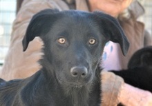 NALAFELINE, Hund, Mischlingshund in Griechenland - Bild 1