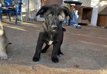 NALAFELINE, Hund, Mischlingshund in Griechenland - Bild 10