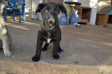 NALAFELINE, Hund, Mischlingshund in Griechenland - Bild 11