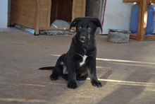 NALAFELINE, Hund, Mischlingshund in Griechenland - Bild 12