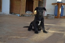 NALAFELINE, Hund, Mischlingshund in Griechenland - Bild 13