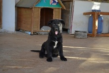 NALAFELINE, Hund, Mischlingshund in Griechenland - Bild 14