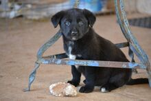 NALAFELINE, Hund, Mischlingshund in Griechenland - Bild 16