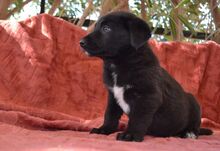 NALAFELINE, Hund, Mischlingshund in Griechenland - Bild 18