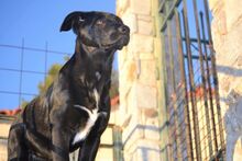 NALAFELINE, Hund, Mischlingshund in Griechenland - Bild 2