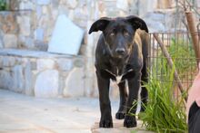 NALAFELINE, Hund, Mischlingshund in Griechenland - Bild 3